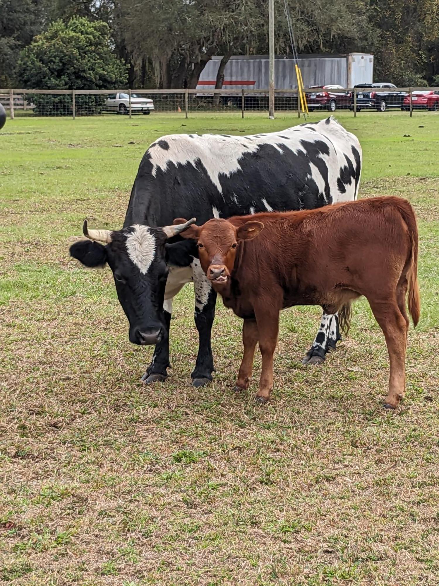 Rooterville Animal Sanctuary Melrose Экстерьер фото