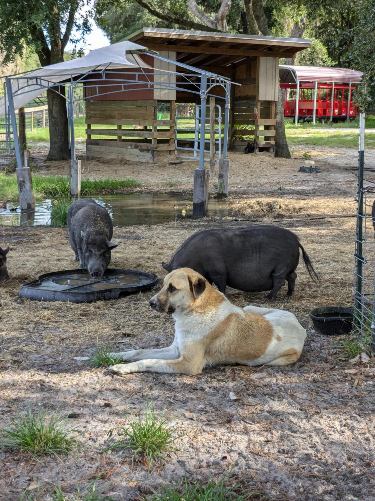 Rooterville Animal Sanctuary Melrose Экстерьер фото