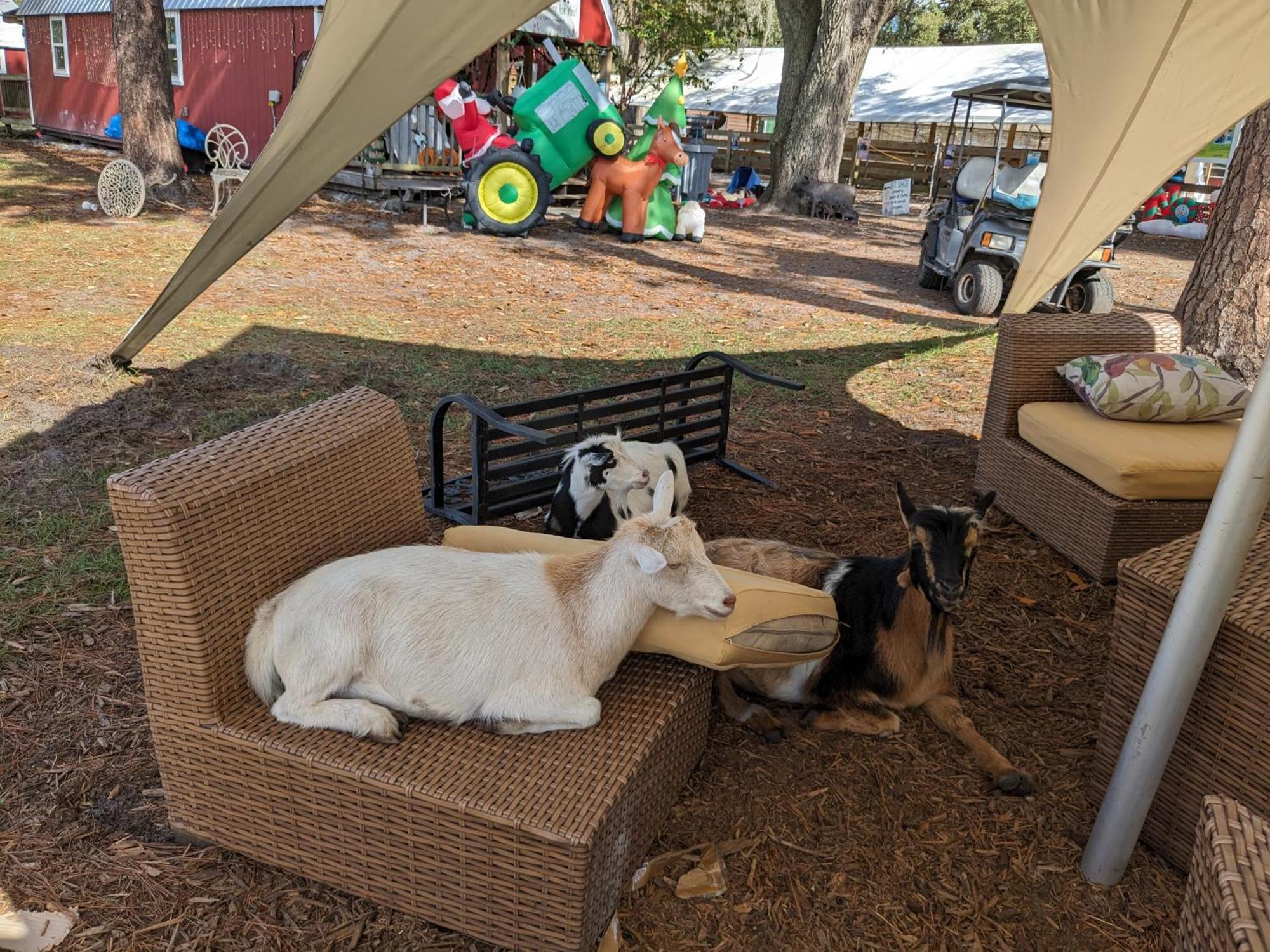 Rooterville Animal Sanctuary Melrose Экстерьер фото