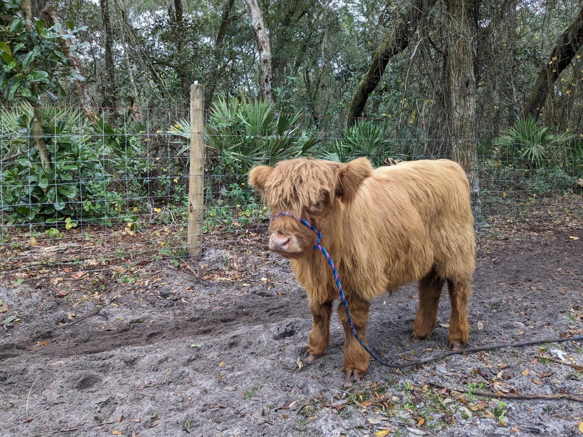 Rooterville Animal Sanctuary Melrose Экстерьер фото