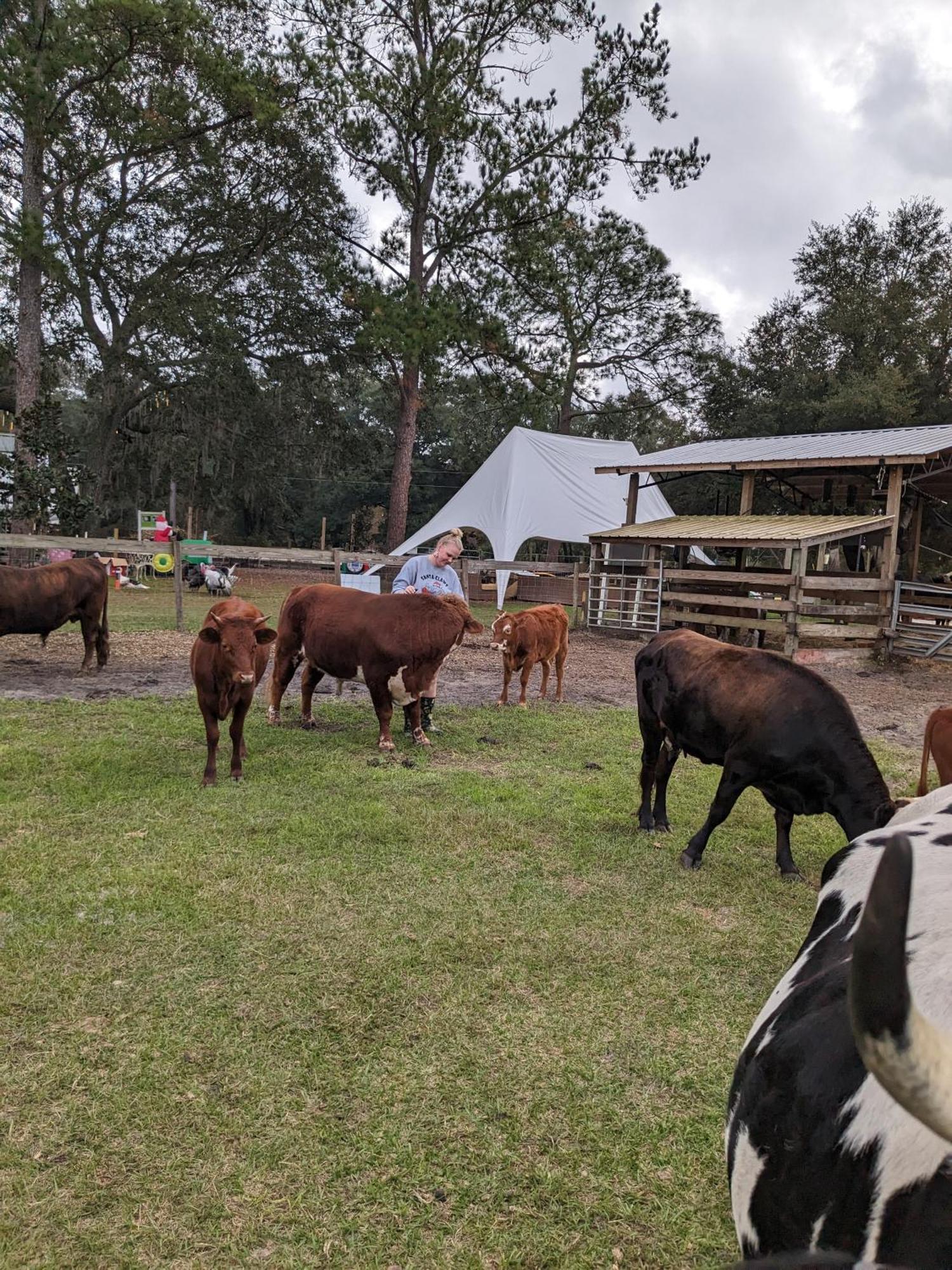 Rooterville Animal Sanctuary Melrose Экстерьер фото