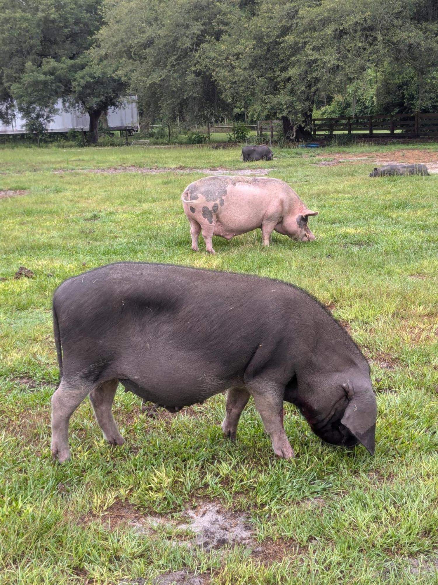 Rooterville Animal Sanctuary Melrose Экстерьер фото