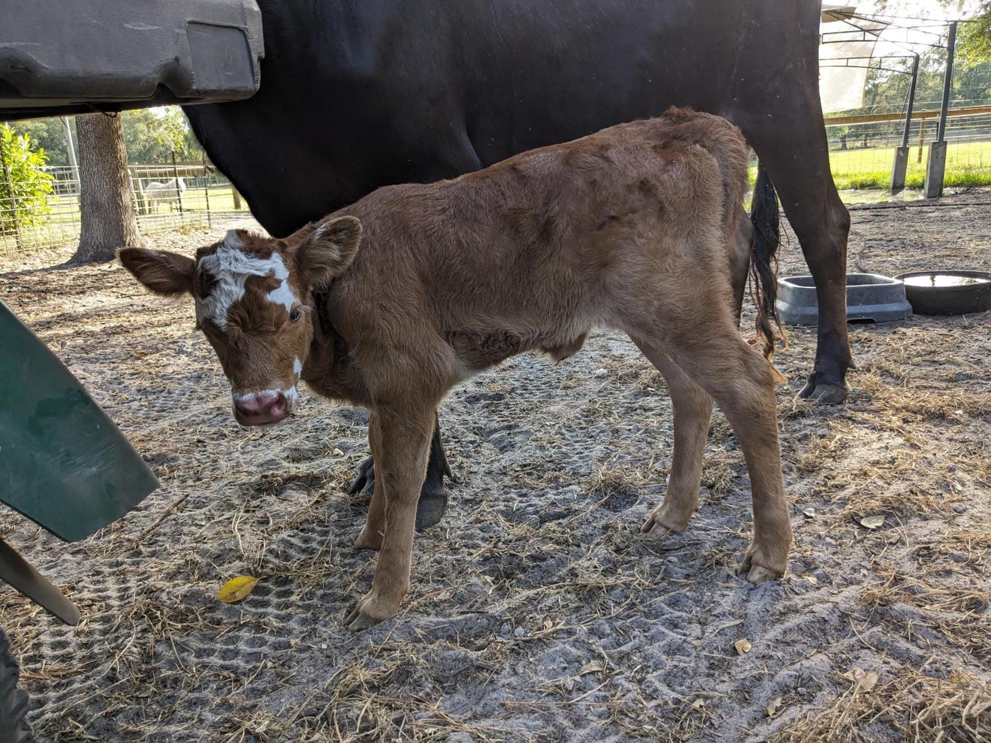 Rooterville Animal Sanctuary Melrose Экстерьер фото