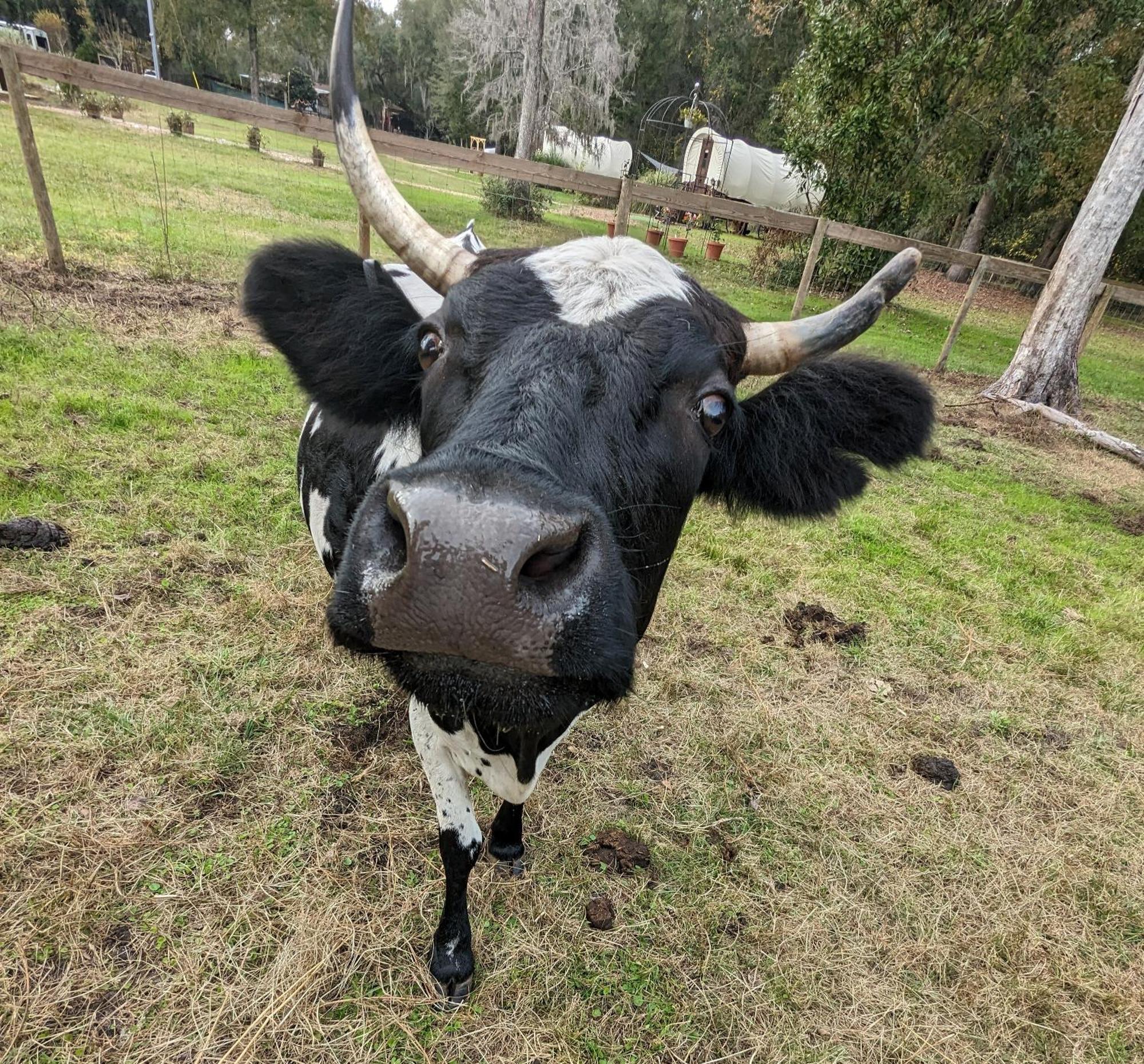 Rooterville Animal Sanctuary Melrose Экстерьер фото